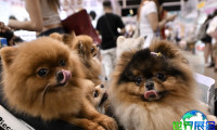 2026年香港宠物用品展(Premium Pet Supplies Expo)参展指南(时间地点/观众预约)
